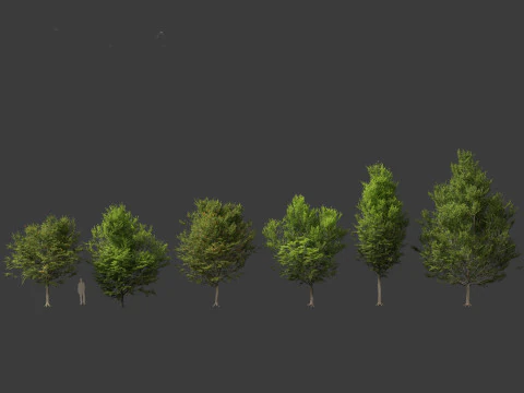 Carpinus caroliniana - American hornbeam 01 3D Model