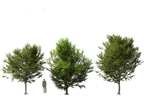 Carpinus caroliniana - American hornbeam 01 3D Model