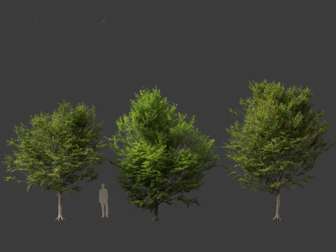 Carpinus caroliniana - American hornbeam 01 3D Model