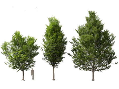 Carpinus caroliniana - American hornbeam 01 3D Model