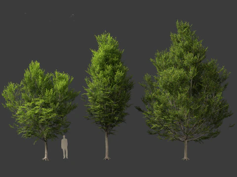 Carpinus caroliniana - American hornbeam 01 3D Model