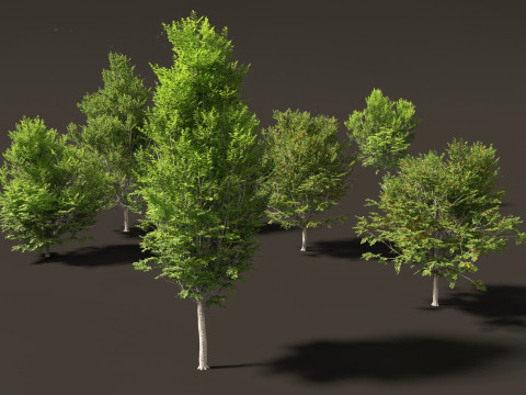 Carpinus caroliniana - American hornbeam 01 3D-Modell