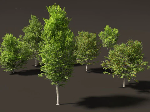 Carpinus caroliniana - American hornbeam 01 3D Model