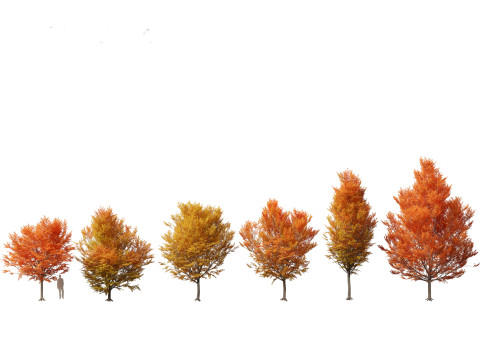 Carpinus caroliniana - American hornbeam 02 3D Model