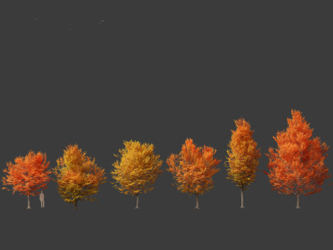 Carpinus caroliniana - American hornbeam 02 Modelo 3D