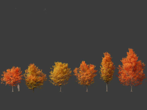 Carpinus caroliniana - American hornbeam 02 3D Model