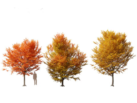 Carpinus caroliniana - American hornbeam 02 3D Model