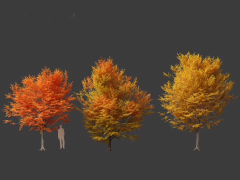 Carpinus caroliniana - American hornbeam 02 Modelo 3D