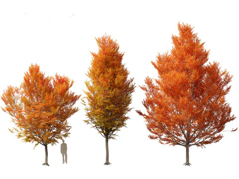 Carpinus caroliniana - American hornbeam 02 3D Model