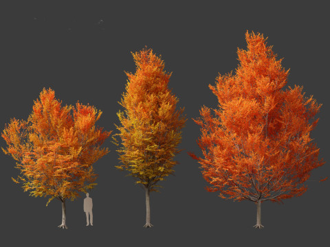 Carpinus caroliniana - American hornbeam 02 Modelo 3D
