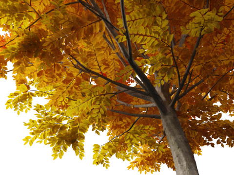 Carpinus caroliniana - American hornbeam 02 Modelo 3D