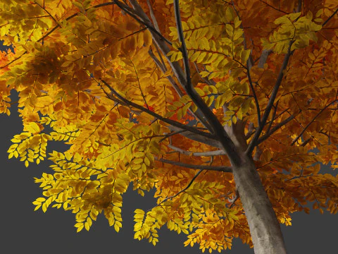 Carpinus caroliniana - American hornbeam 02 3D Model