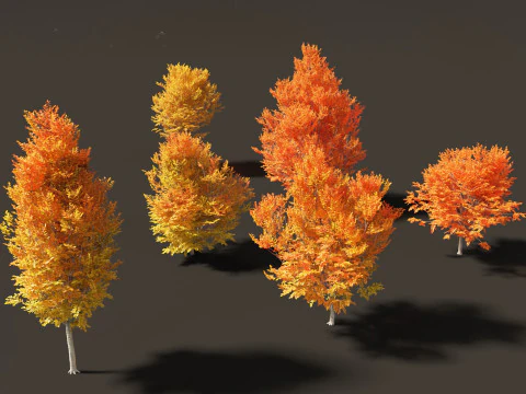 Carpinus caroliniana - American hornbeam 02 3D Model