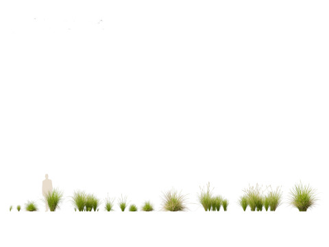 Carex appressa - tall sedge 3D 모델