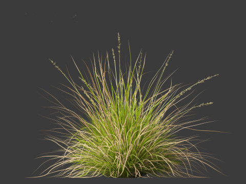 Carex appressa - tall sedge 3D 모델