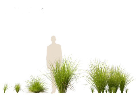 Carex appressa - tall sedge 3D 모델