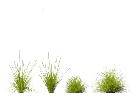 Carex appressa - tall sedge 3D 모델