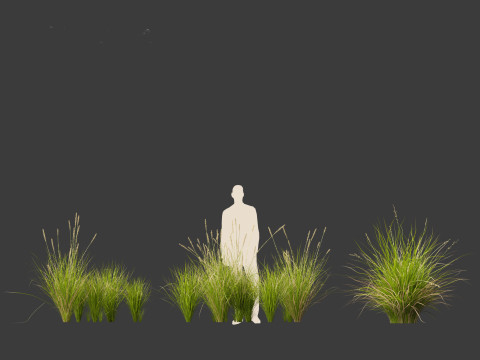 Carex appressa - tall sedge 3D 모델