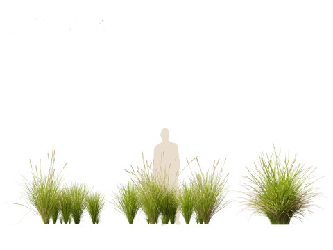 Carex appressa - tall sedge 3D 모델