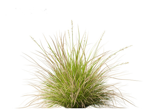 Carex appressa - tall sedge 3D 모델