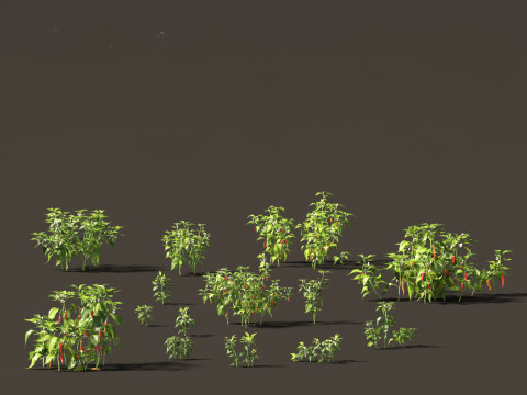 Capsicum annuum - Bell pepper 3D 모델