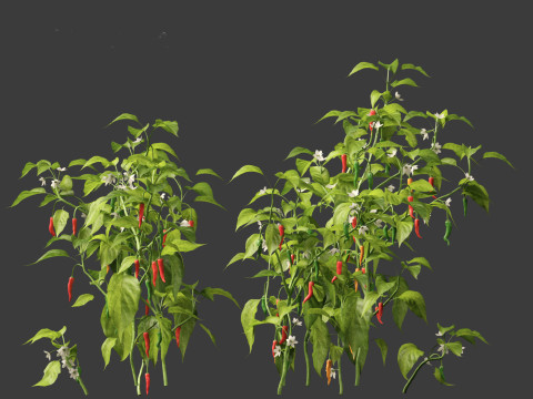 Capsicum annuum - Bell pepper 3D मॉडल