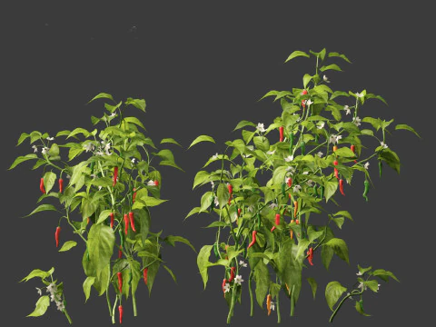Capsicum annuum - Bell pepper 3D Model