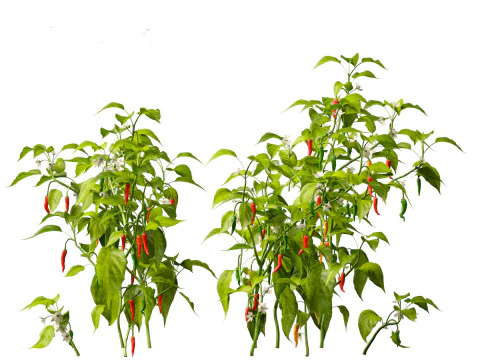 Capsicum annuum - Bell pepper 3D Model