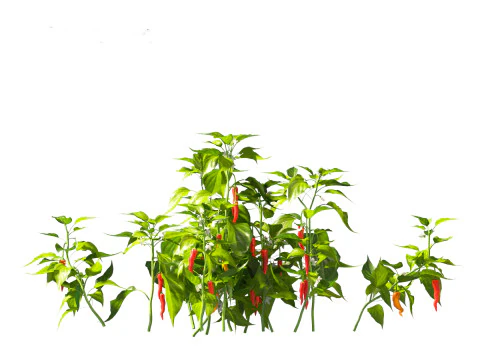 Capsicum annuum - Bell pepper 3D Model