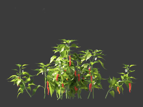 Capsicum annuum - Bell pepper 3D Model