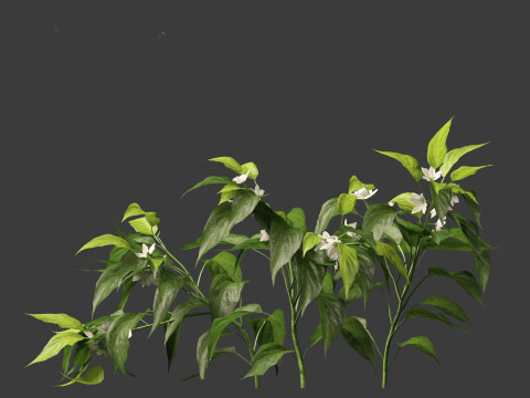 Capsicum annuum - Bell pepper 3D मॉडल