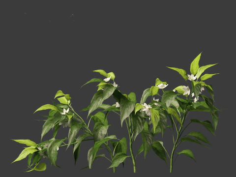 Capsicum annuum - Bell pepper 3D Model