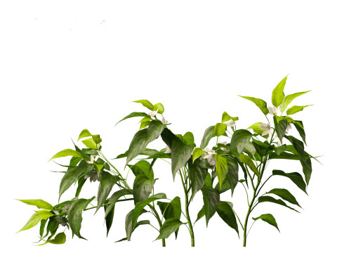 Capsicum annuum - Bell pepper 3D मॉडल