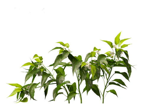 Capsicum annuum - Bell pepper 3D Model