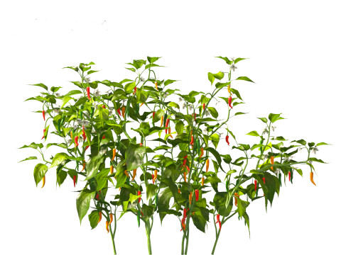 Capsicum annuum - Bell pepper 3D मॉडल