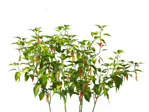 Capsicum annuum - Bell pepper 3D Model