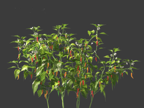 Capsicum annuum - Bell pepper 3D मॉडल