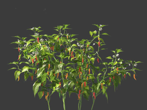 Capsicum annuum - Bell pepper 3D Model