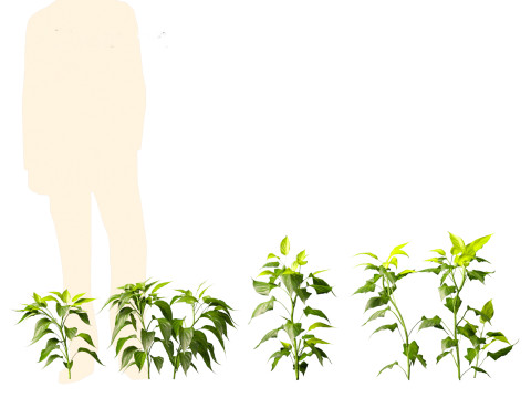 Capsicum annuum - Bell pepper 3D मॉडल