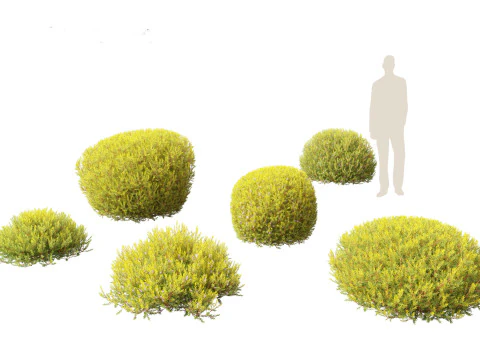 Coleonema pulchellum Aurea - Goldenes Diosma 3D Modell