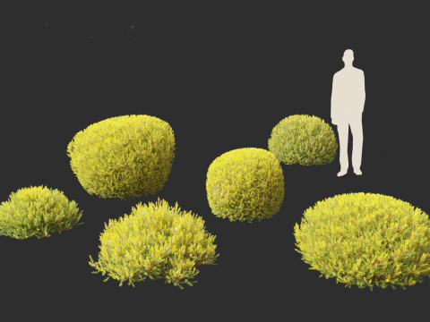 Coleonema pulchellum Aurea - Golden Diosma Model 3D