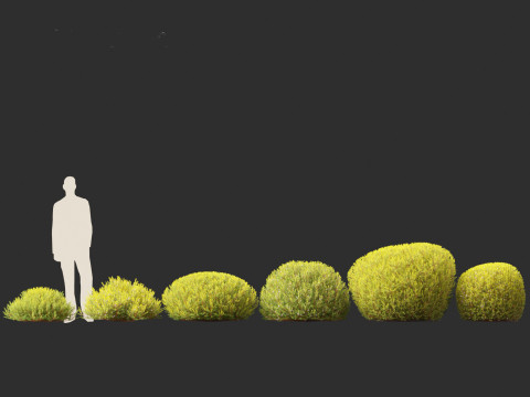 Coleonema pulchellum Aurea - Golden Diosma Model 3D