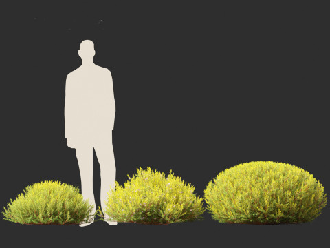 Coleonema pulchellum Aurea - Golden Diosma Model 3D