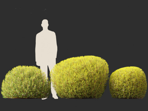 Coleonema pulchellum Aurea - Golden Diosma Model 3D