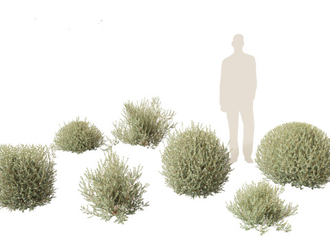 Correa alba - White Correa 3Dモデル