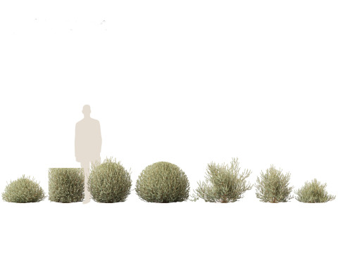 Correa alba - White Correa 3D Model