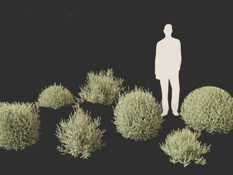 Correa alba - White Correa 3D Model