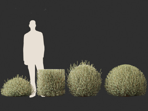 Correa alba - White Correa 3D Model