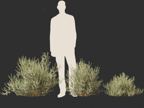 Correa alba - White Correa 3D Model