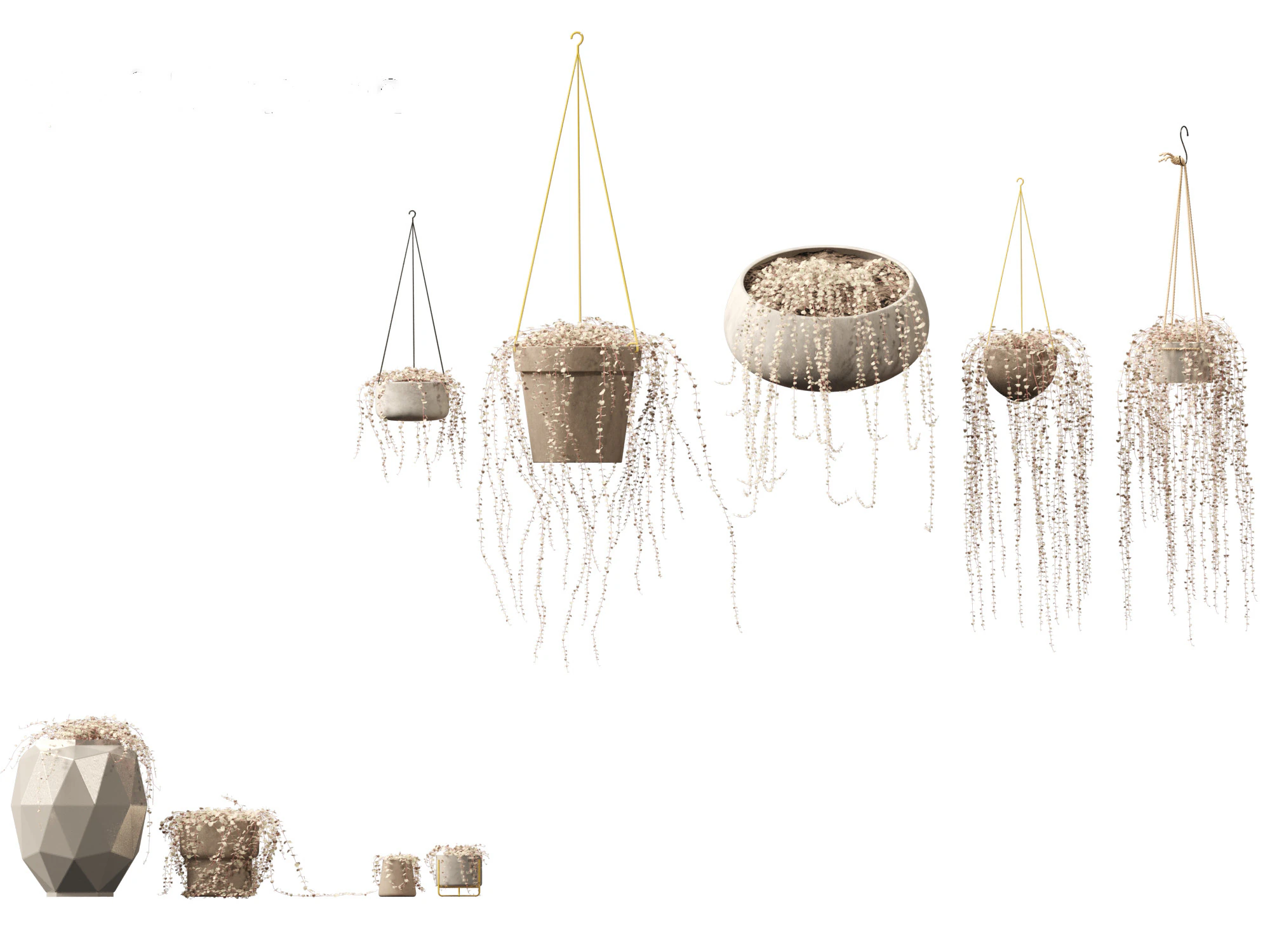 Ceropegia woodii - sweetheart vine 3D Model .c4d .max .obj .3ds .fbx .stl .blend 